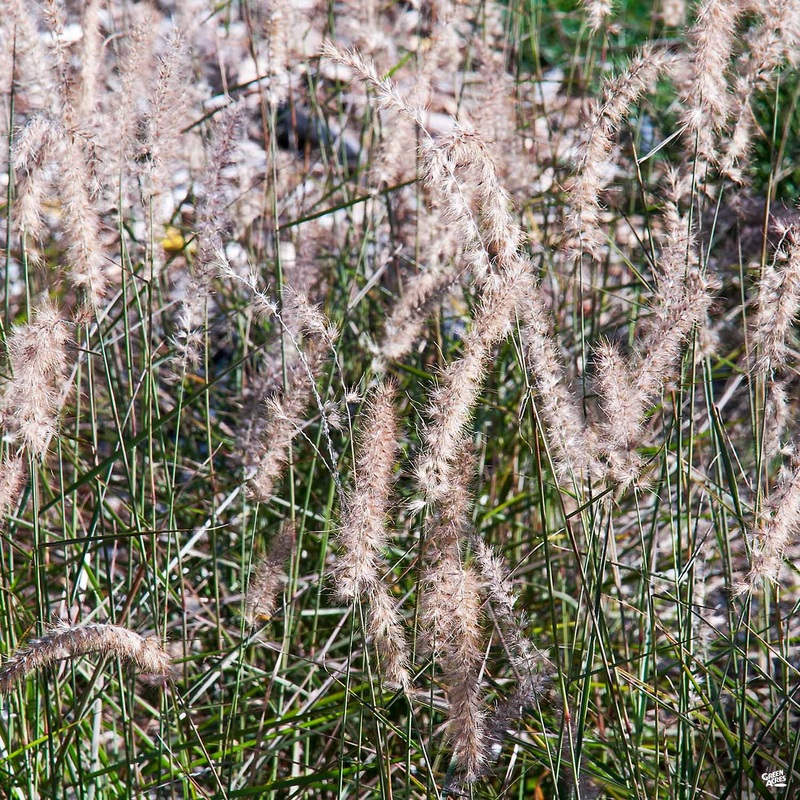White Fountain Grass ‘Karley Rose’