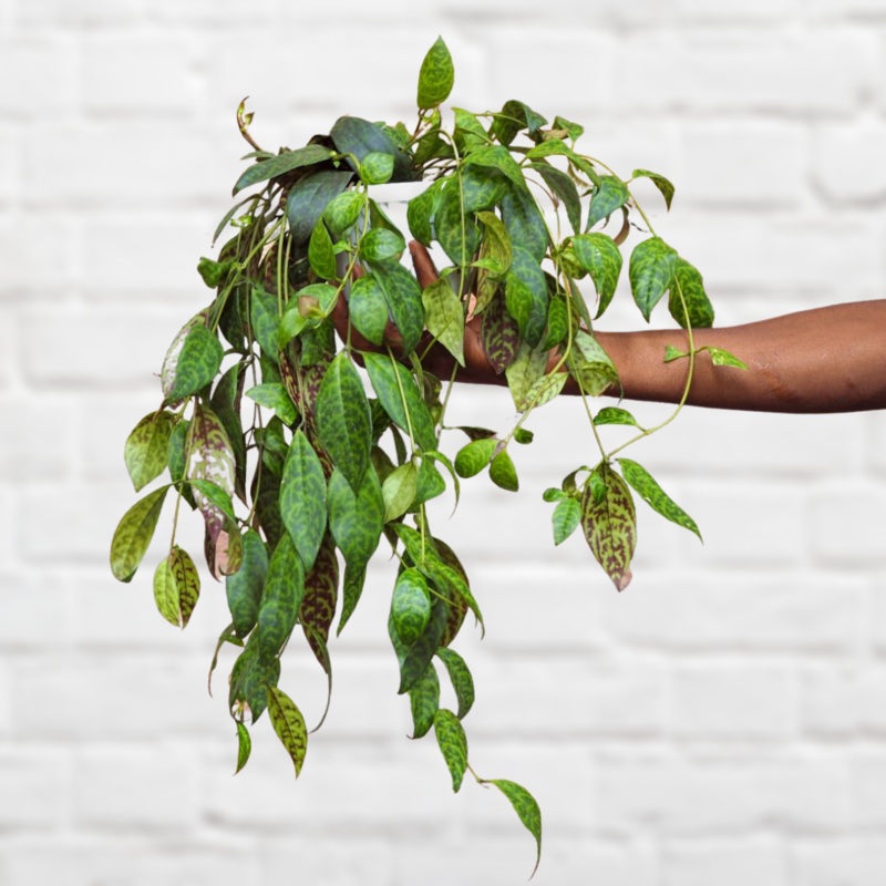 Zebra Basket Plant|in 20cm Hanging Pot