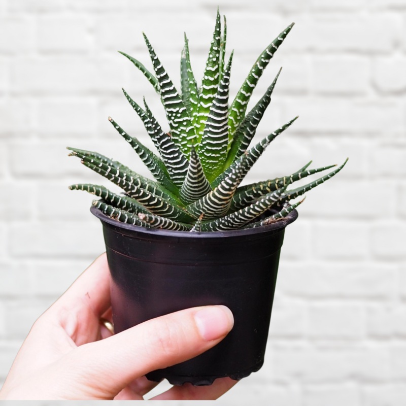 Zebra Haworthia|9cm Nursery Pot|in 11cm Terracotta Pot|14cm Nursery Pot