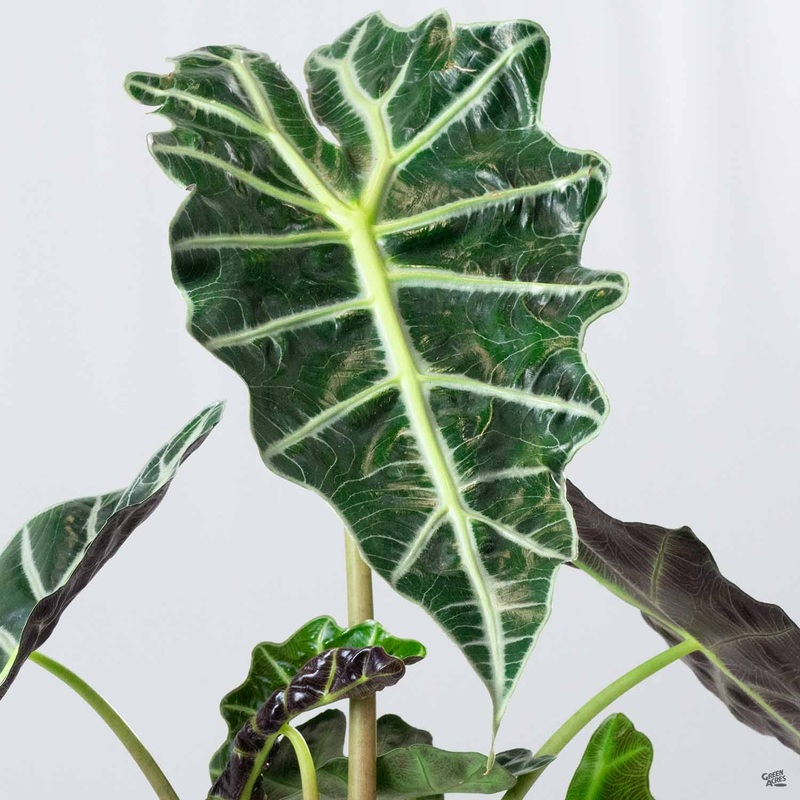 Alocasia ‘Polly’|4″|6″ [v::tx]