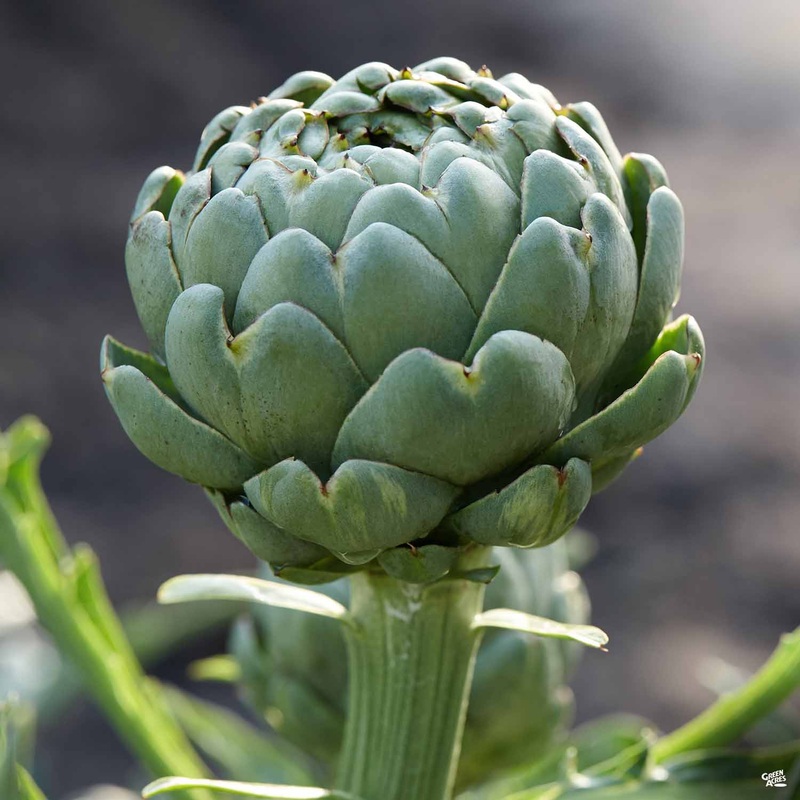 Artichoke ‘Imperial Star’|1 gal [v::tx]