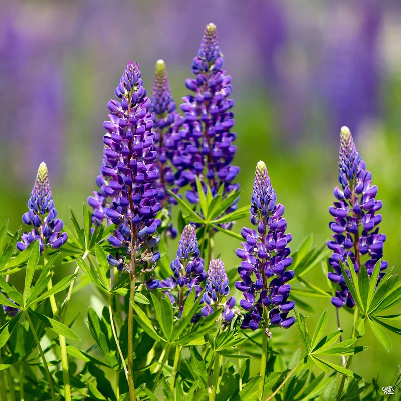 Bluebonnet|4″ [v::tx]