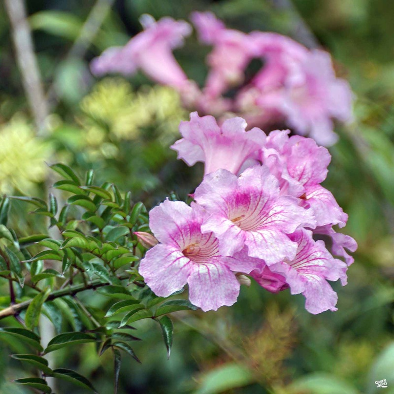 Desert Willow ‘Bubba’|5 gal|5 gal [v::tx]|15 gal [v::tx]