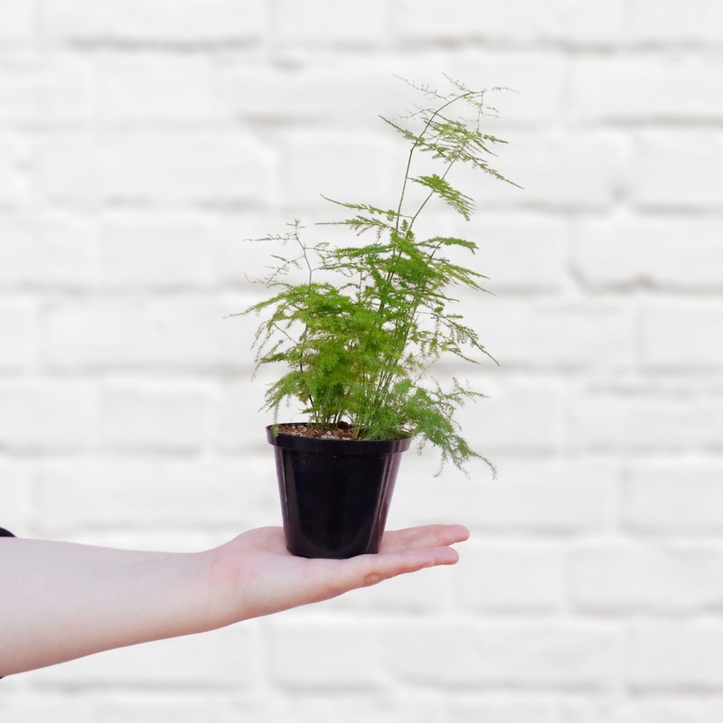 Lace Fern – Mini|10cm Nursery Pot (Smaller Plant)