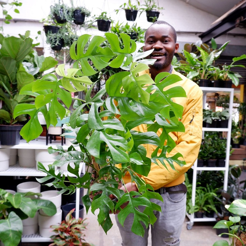 Mini Monstera Vining – Extra Large