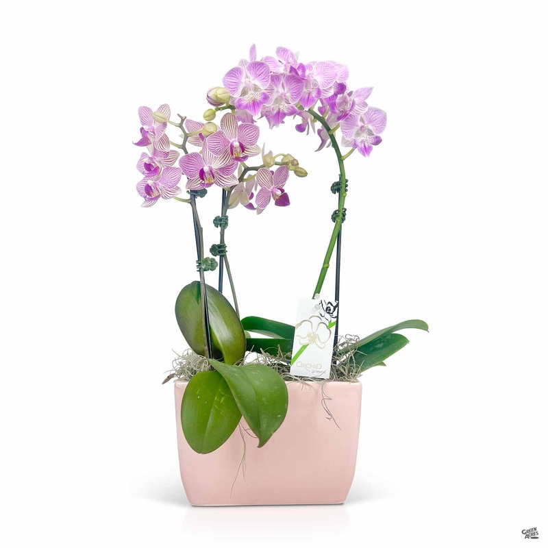 Orchid Pot-Up|5″ Pot-Up [v::tx]