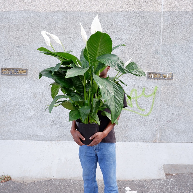 Peace Lily – Caledora|16.5cm Nursery Pot|in 23cm Nursery Pot (No flowers)