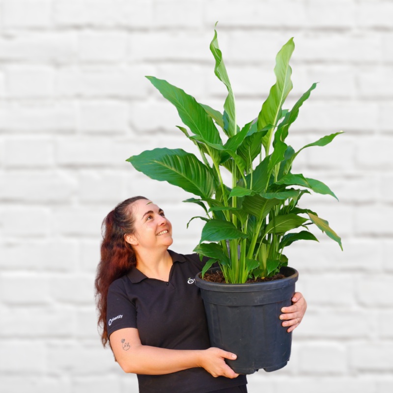Peace Lily – Sebastian – Extra Large