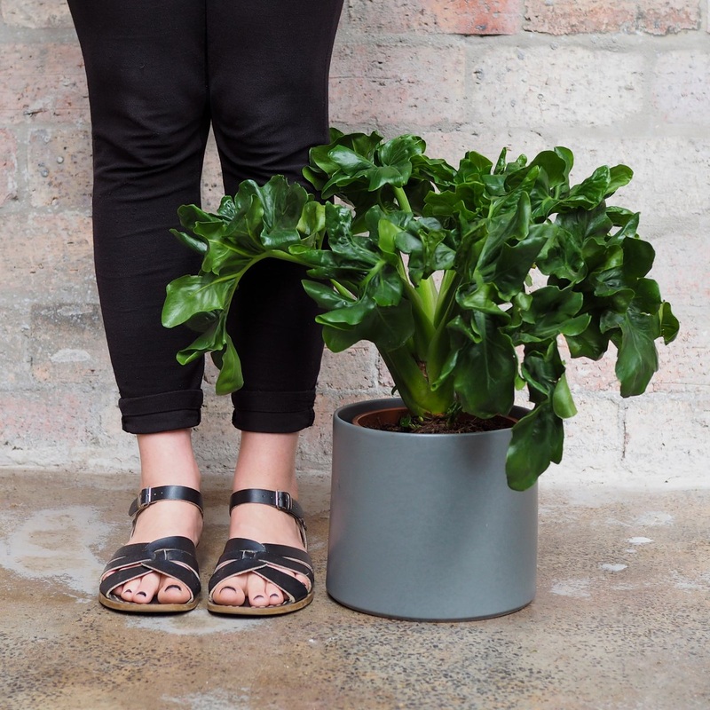 Philodendron Atom|14cm Nursery Pot|19cm Nursery Pot (Excl. Planter)