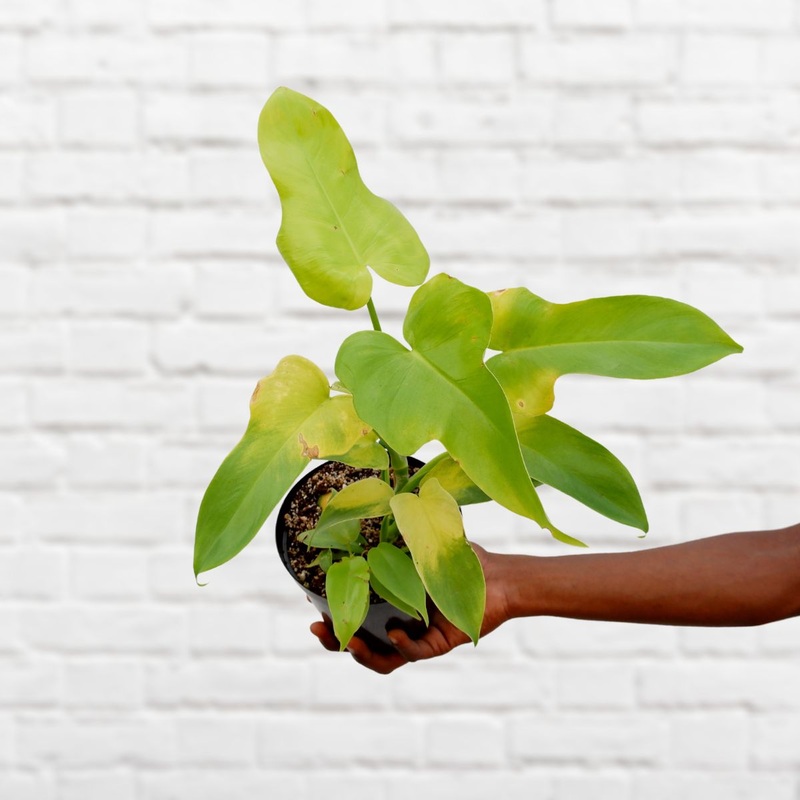 Philodendron – Golden Violin|15cm Nursery Pot