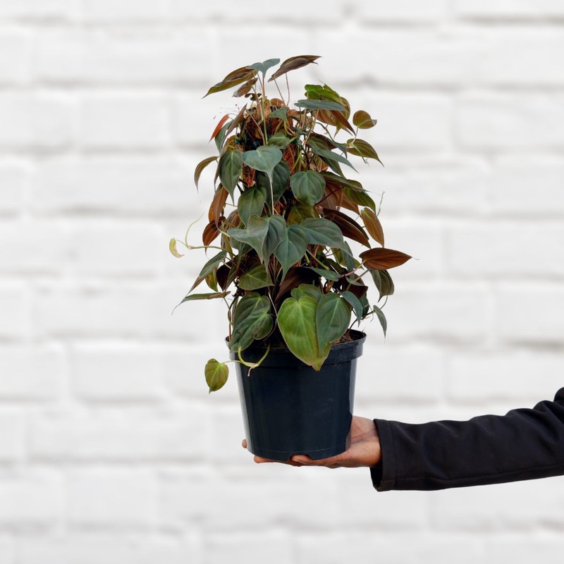 Philodendron – Micans Mosspole