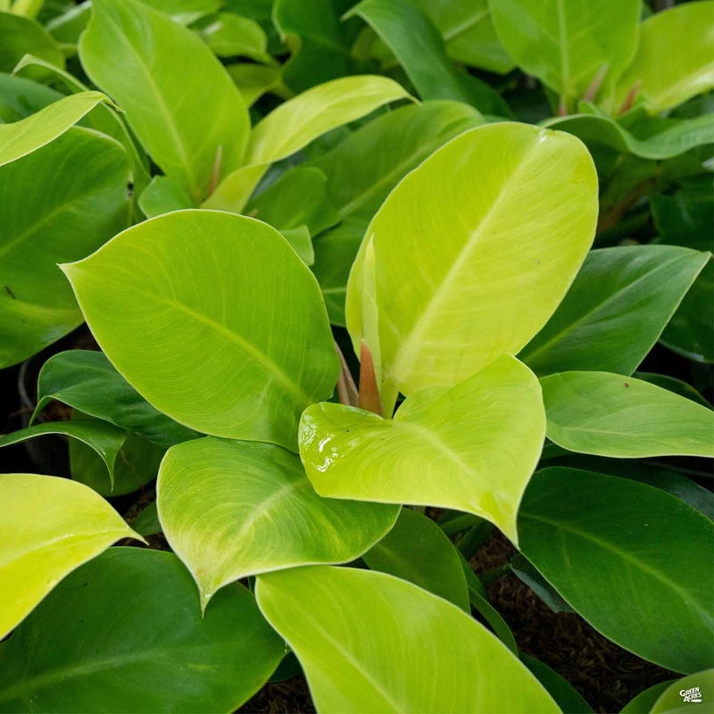 Philodendron ‘Moonlight’|8″ [v::tx]