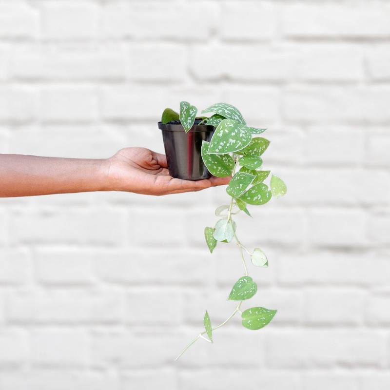 Pothos Pictus – Mini|10cm Nursery Pot|in Black Pippin Planter|in Bay Leaf Green Calandiva