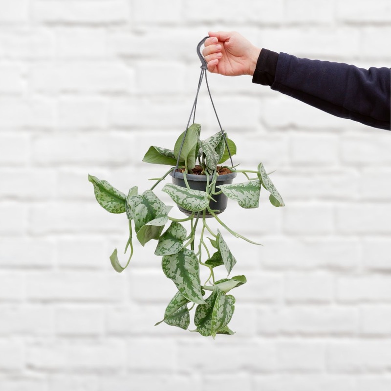 Pothos – Trebie|14cm Hanging Nursery Pot