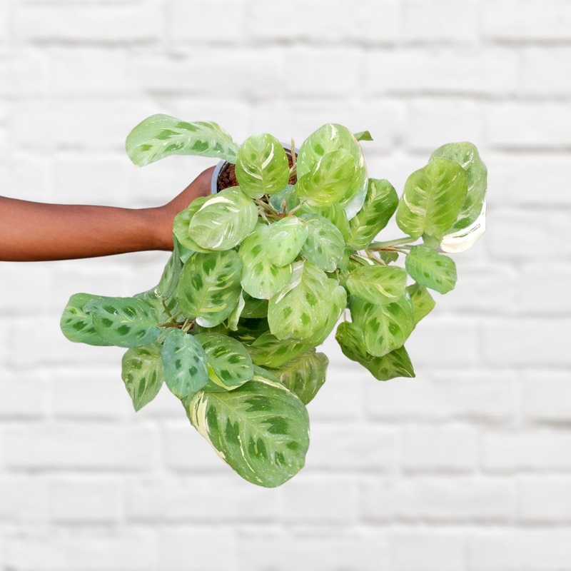 Prayer Plant – Variegated Kerchoveana