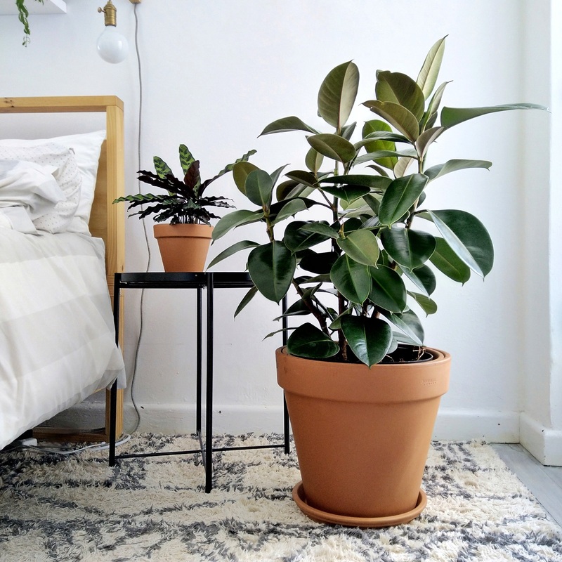 Rubber Tree – Robusta – LARGE|30cm Nursery Pot – 3 Stem