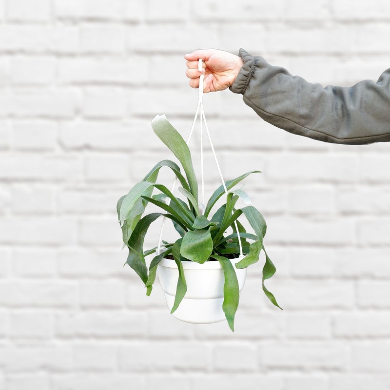 Staghorn Fern – Large|in 20cm Hanging Basket