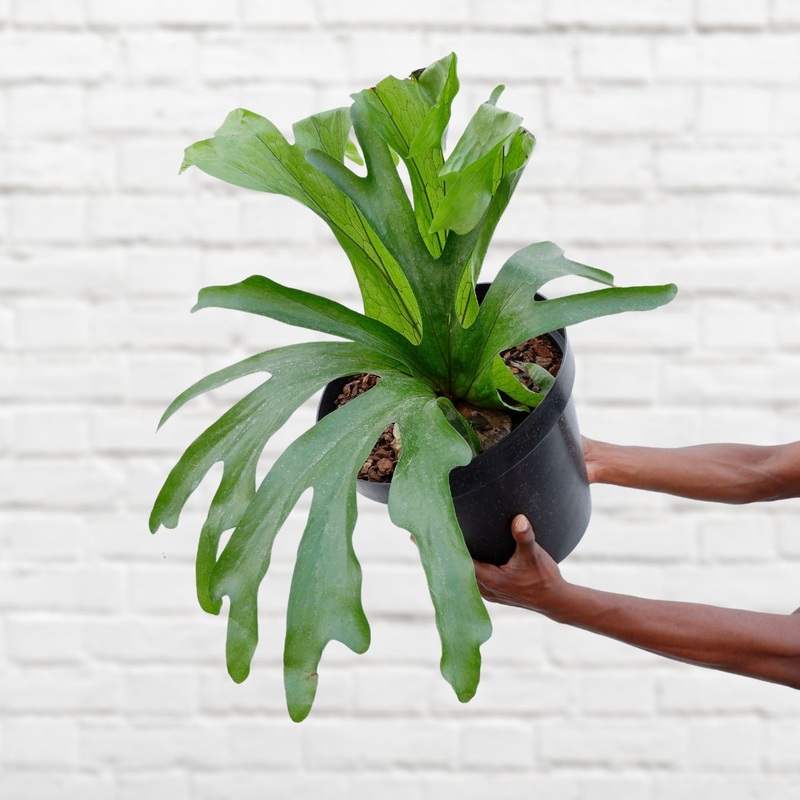 Staghorn Fern – Superbum – Extra Large