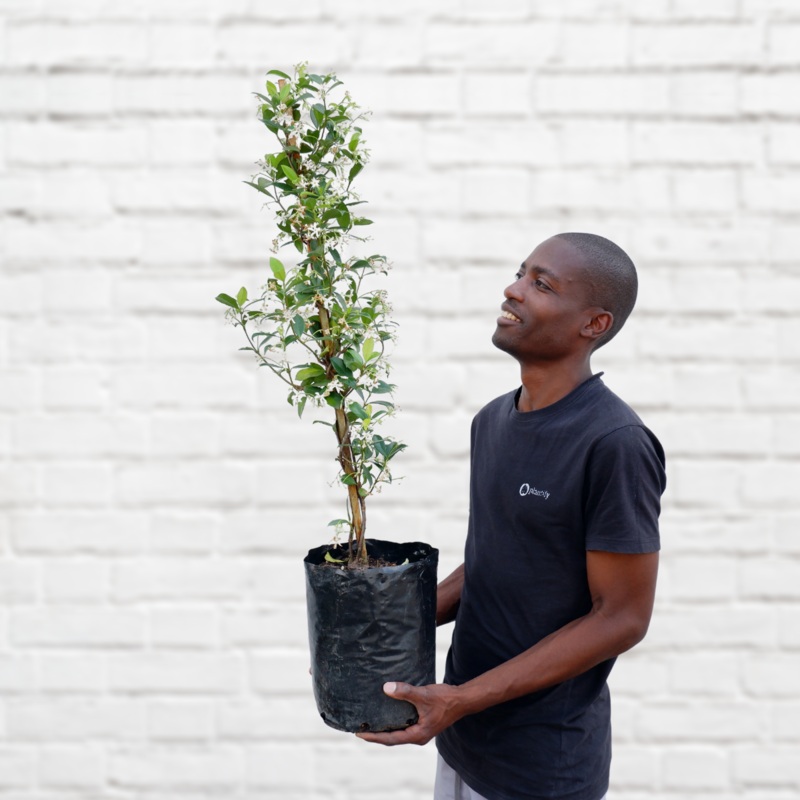 Star Jasmine – CAPE TOWN ONLY|10L Bag – CAPE TOWN ONLY