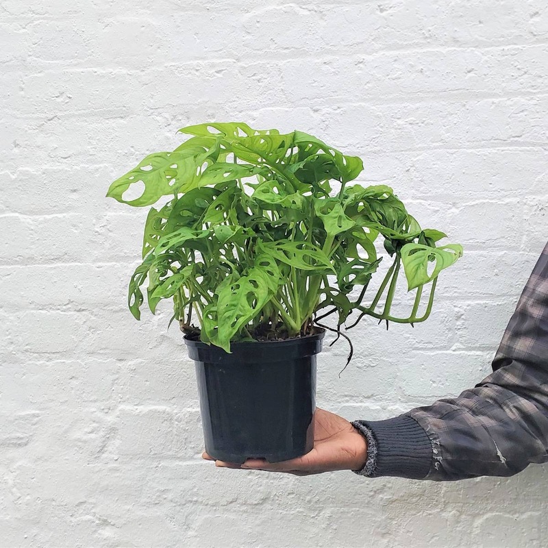 Swiss Cheese Plant – Large|18cm Nursery Pot