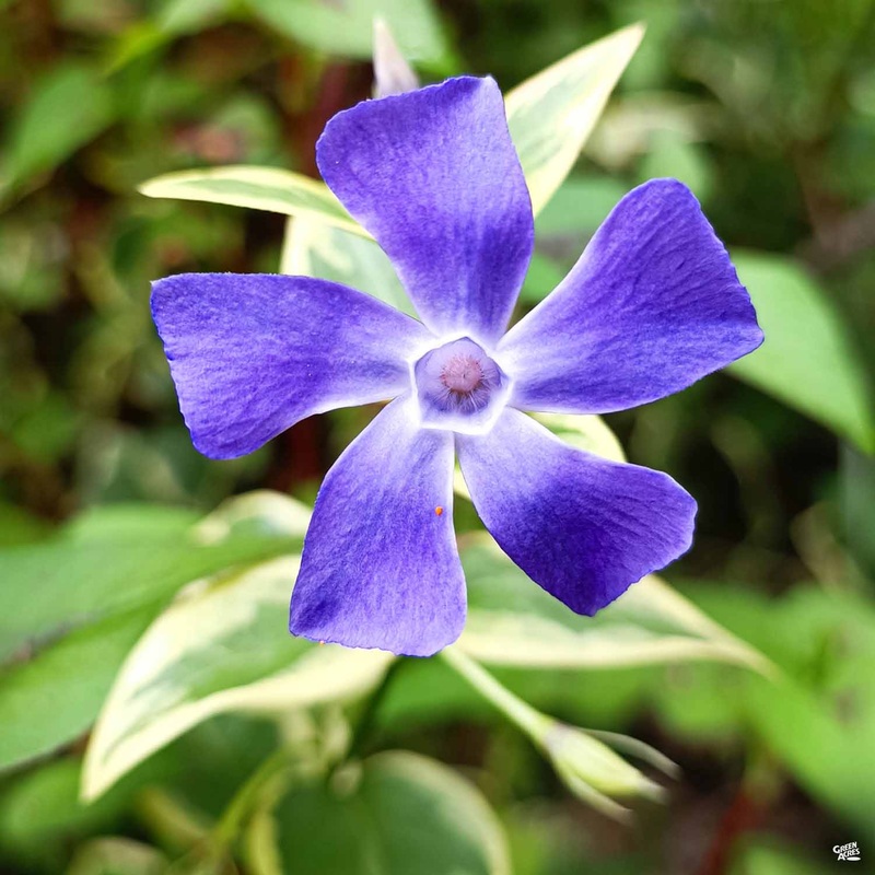 Variegated Vinca Major|1 gal [v::tx]