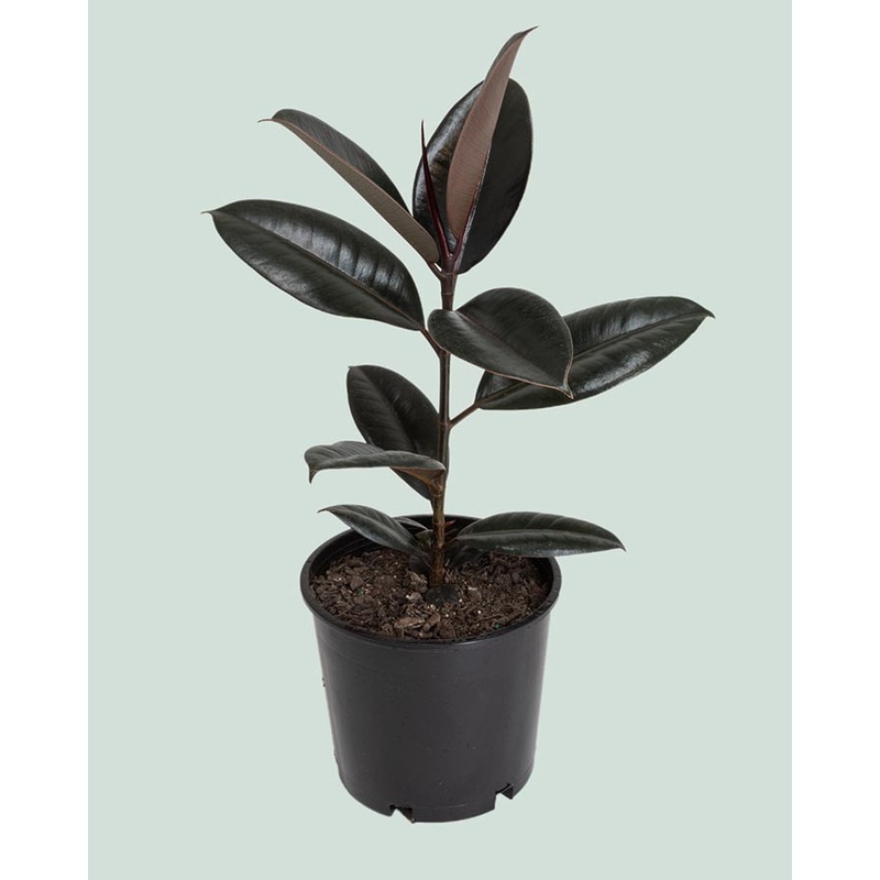 Black Knight Rubber Tree – Ficus elastica – 2.5L / 17cm / Medium