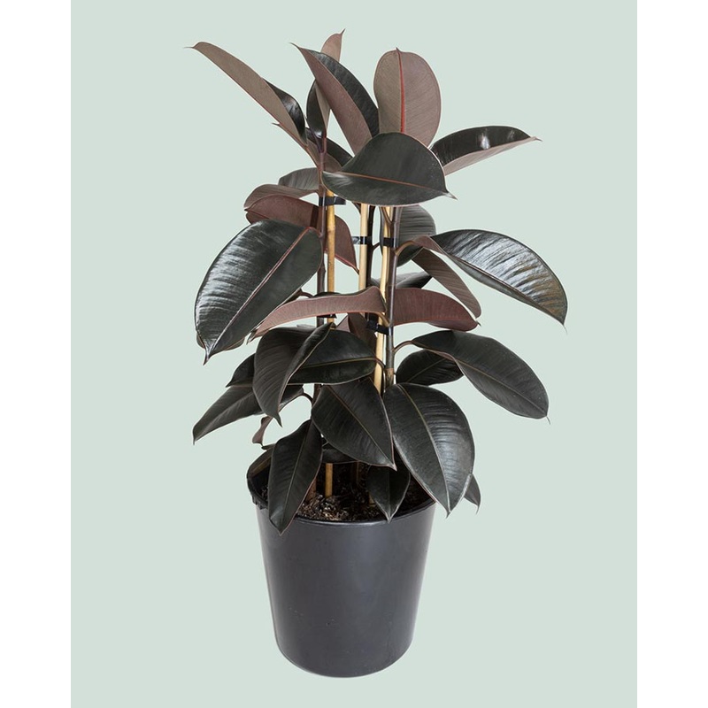 Black Knight Triple planted – Ficus elastica – 10L / 25cm / Large