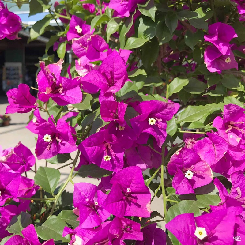 Bougainvillea|3 gal [v::tx]