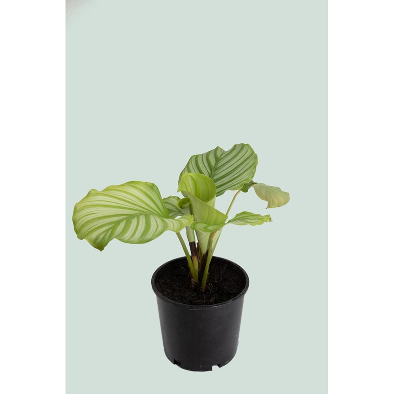 Calathea orbifolia – 2.5L / 17cm / Medium