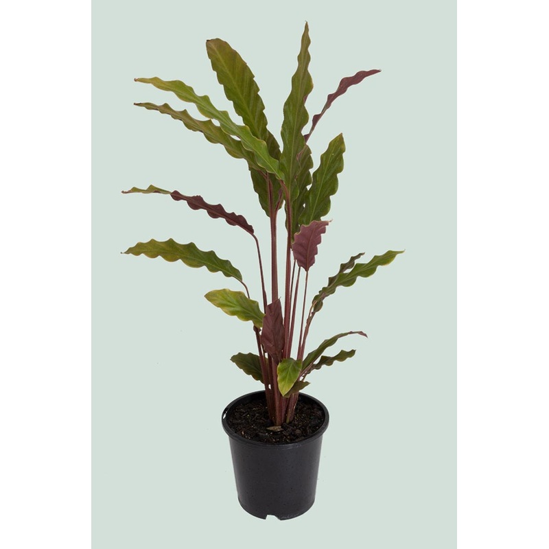 Calathea rufibarba – 1L / 14cm / Small