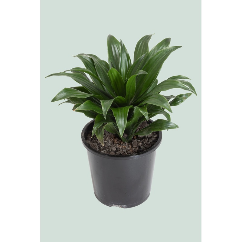 Dracaena compacta – 1L / 14cm / Small