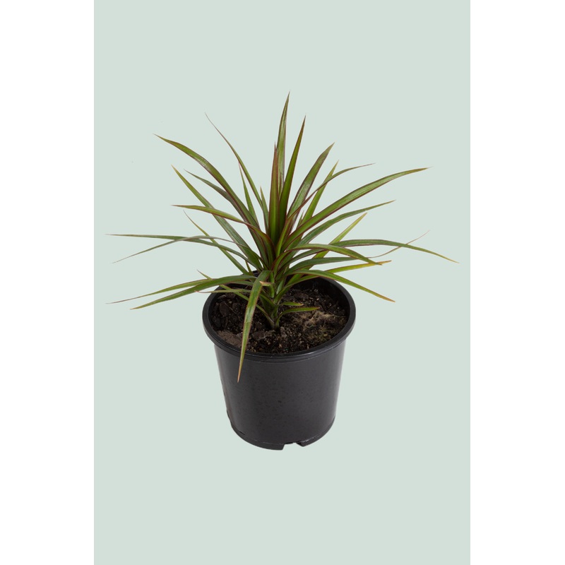 Dragon Tree – Dracaena marginata – 1L / 14cm / Small