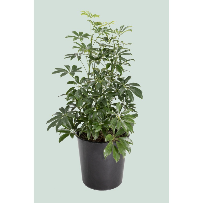 Dwarf Umbrella Tree – Schefflera arboricola – 10L / 25cm / Large