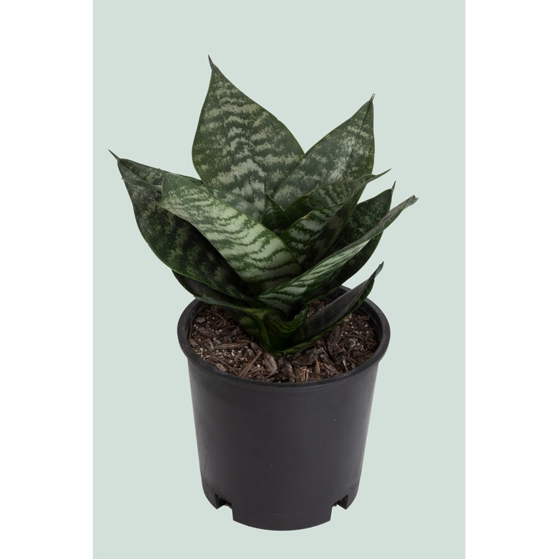 Hahnii – Dracaena trifasciata (Sansevieria) – 1L / 14cm / Small