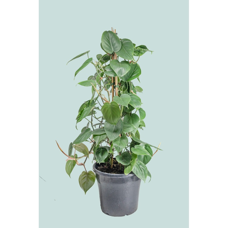 Heart Leaf – Philodendron hederaceum – 10L / 25cm / Large