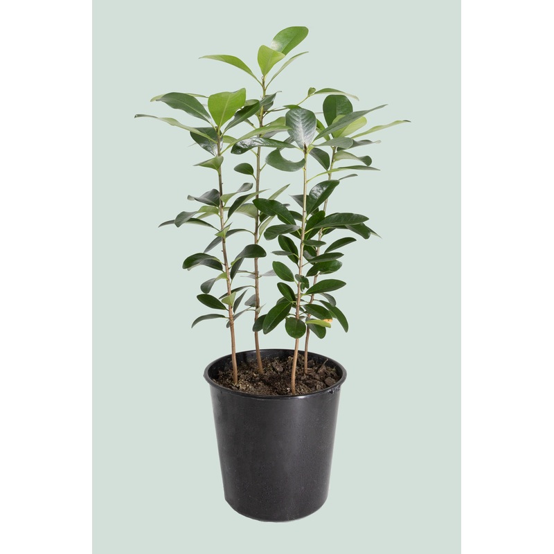Karaka (NZ Native) – Corynocarpus laevigatus – 10L / 25cm / Large