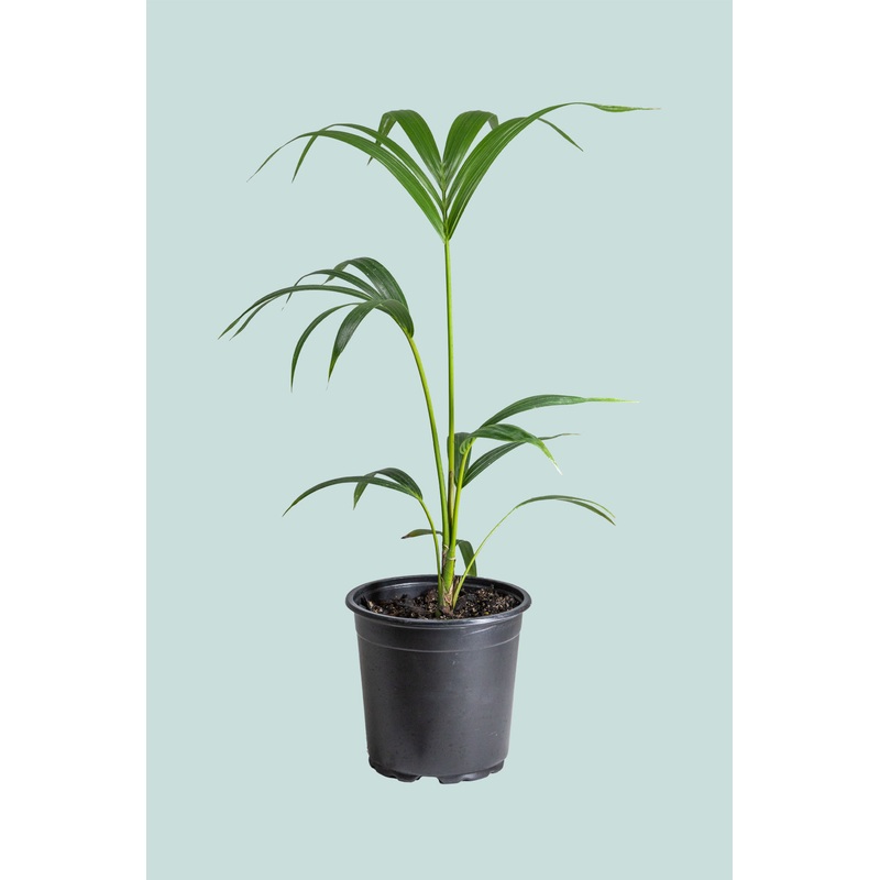 Kentia Palm – Howea forsteriana – 2.5L / 17cm / Medium