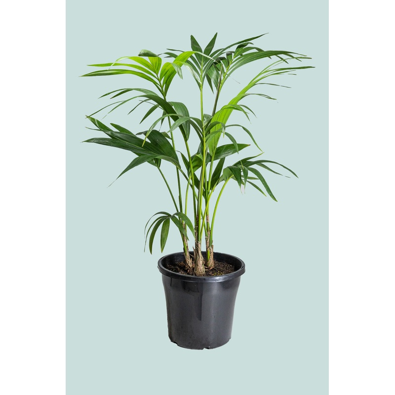 Kentia Palm Triple – Howea forsteriana – 10L / 25cm / Large