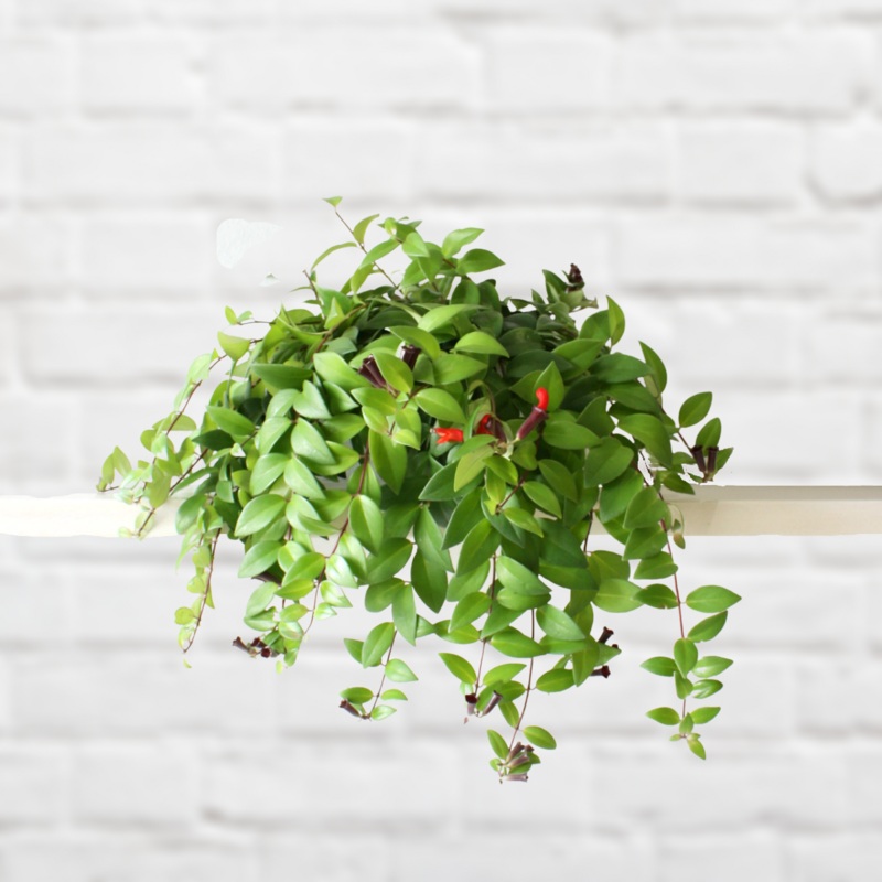 Lipstick Vine – Radicans|20cm Nursery Hanging Pot|24cm Italian Azalea Terracotta with Saucer