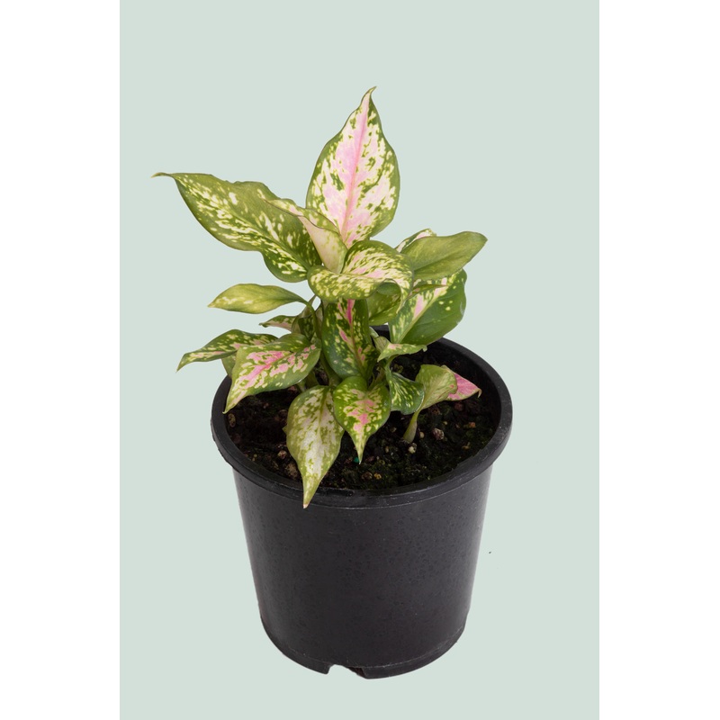 Lucky Red – Aglaonema – 1L / 14cm / Small