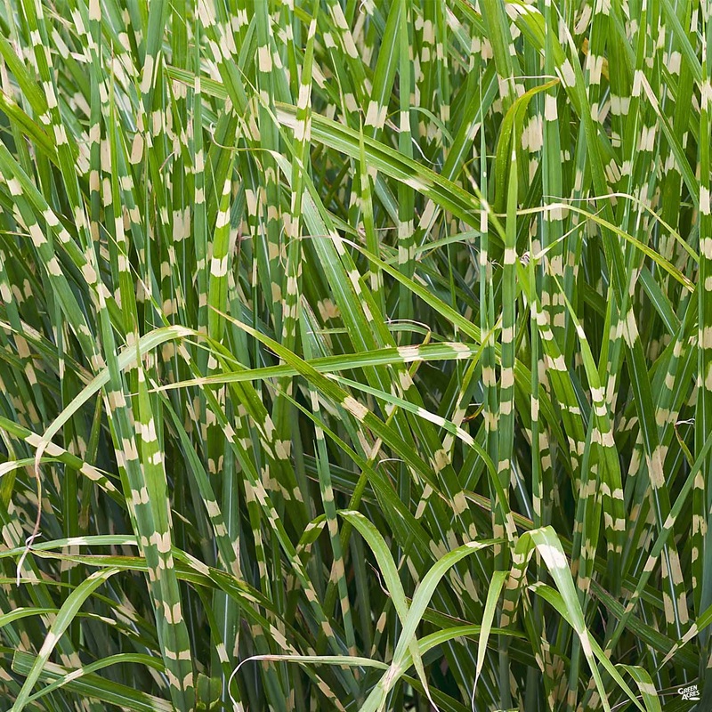 Maiden Grass ‘Bandwidth’|1 gal [v::tx]