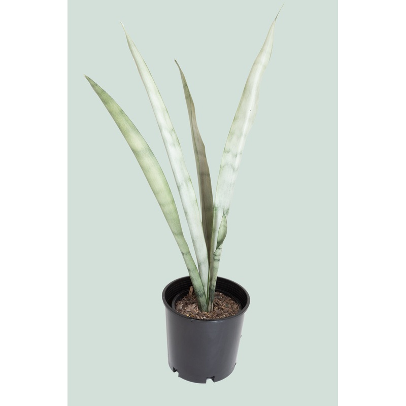 Moonshine – Dracaena trifasciata (Sansevieria) – 1.3L / 14cm / Small