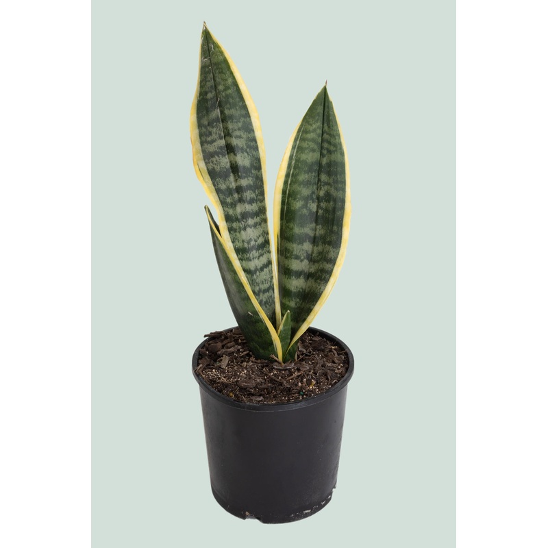Mother in Law’s Tongue – Dracaena trifasciata (Sansevieria) – 1.3L / 14cm / Small