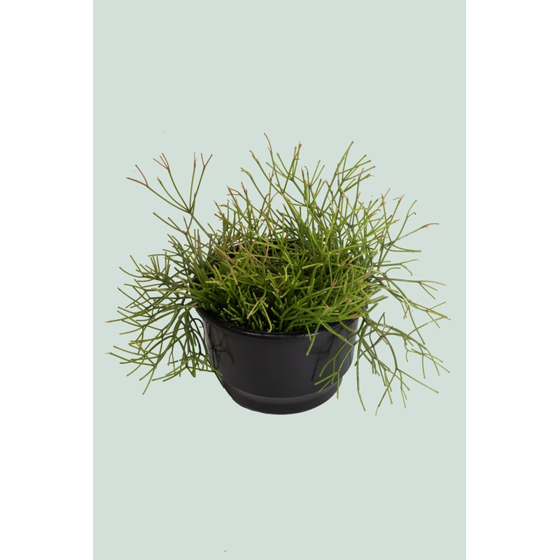 Old Man’s Beard – Rhipsalis capilliformis – 2L / 17cm / Medium