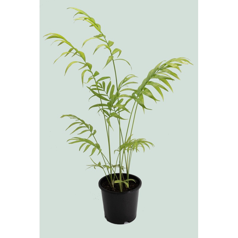Parlour Palm Trio – Chamaedorea elegans – 1L / 14cm / Small