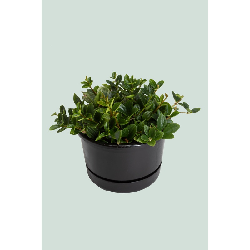 Peperomia angulata – 2L / 17cm / Medium