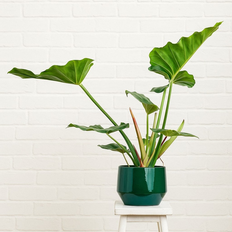 Philodendron – Jungle Fever|14cm Nursery Pot (excl Planter)