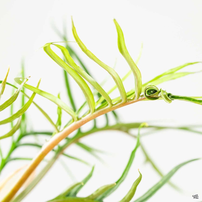 Philodendron ‘Tortum’|4″ [v::tx]