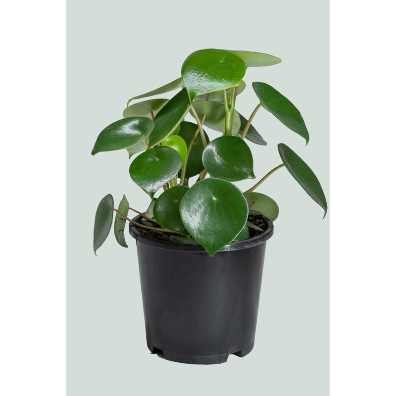 Raindrop – Peperomia polybotrya – 1L / 14cm / Small