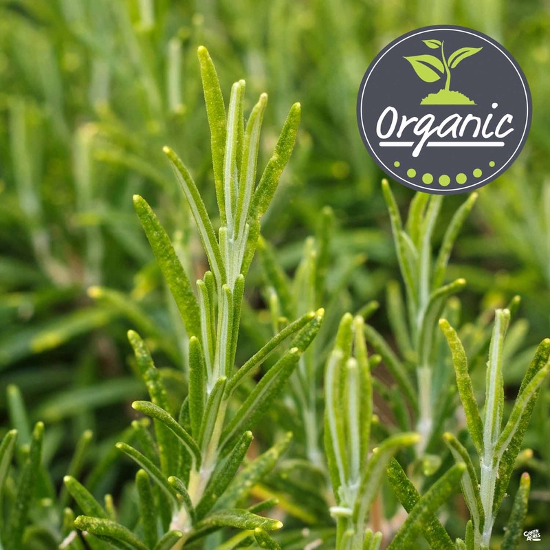 Rosemary, Organic|4″ [v::tx]